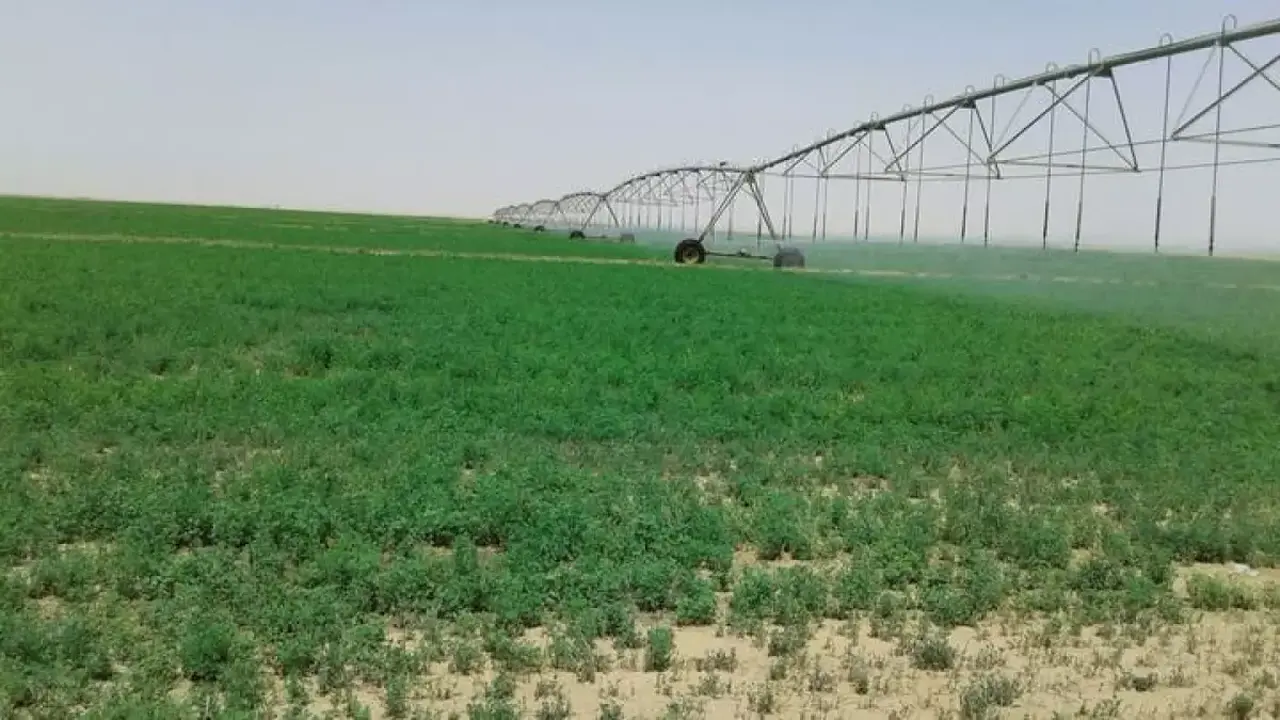 إنجاز عالمي.. 95% من إنتاج الحليب السعودي يحصل على شهادة قاب الذهبية